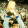 Dino Zoff