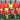 Guinea